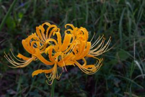 稗田川、彼岸花、9月の秋の花、愛知県高浜市の観光・撮影スポットの画像と写真