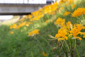 稗田川、彼岸花、9月の秋の花、愛知県高浜市の観光・撮影スポットの画像と写真