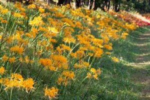 稗田川、彼岸花、9月の秋の花、愛知県高浜市の観光・撮影スポットの画像と写真