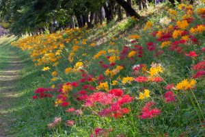 稗田川、彼岸花、9月の秋の花、愛知県高浜市の観光・撮影スポットの画像と写真