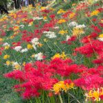 稗田川、彼岸花、9月の秋の花、愛知県高浜市の観光・撮影スポットの画像と写真