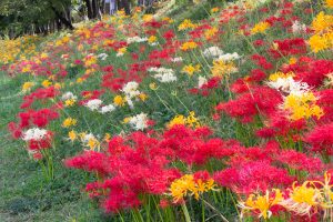 稗田川、彼岸花、9月の秋の花、愛知県高浜市の観光・撮影スポットの画像と写真