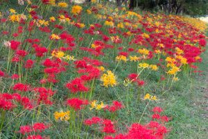 稗田川、彼岸花、9月の秋の花、愛知県高浜市の観光・撮影スポットの画像と写真