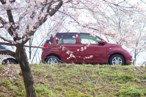 138タワーパーク、桜、3月の春の花、愛知県一宮市の観光・撮影スポットの画像と写真