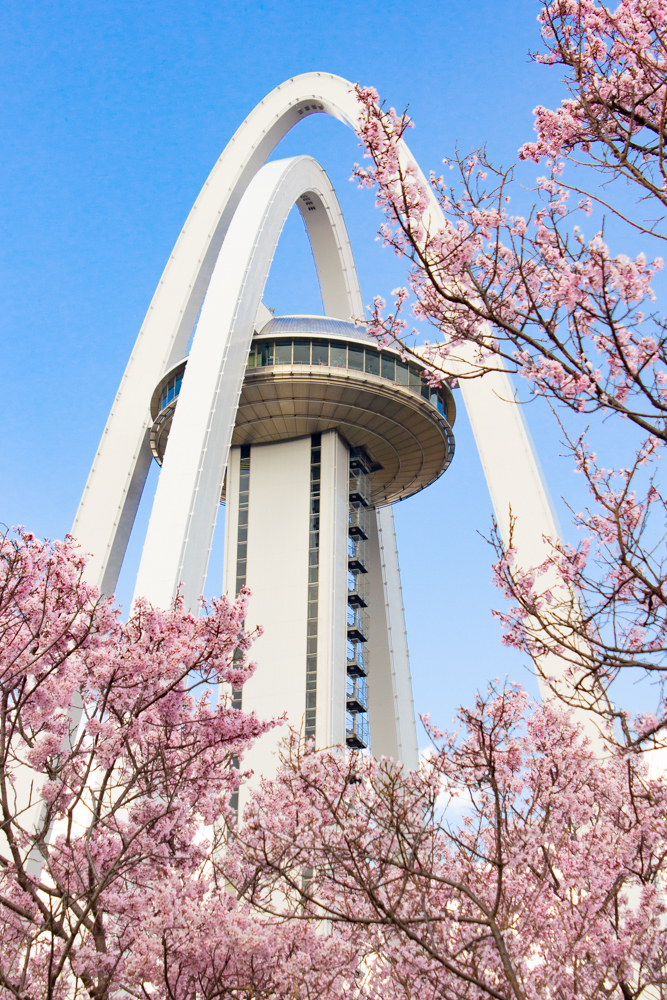 138タワーパーク、桜、138タワー、3月の春の花、愛知県一宮市の観光・撮影スポットの画像と写真