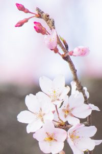 138タワーパーク、桜、3月の春の花、愛知県一宮市の観光・撮影スポットの画像と写真
