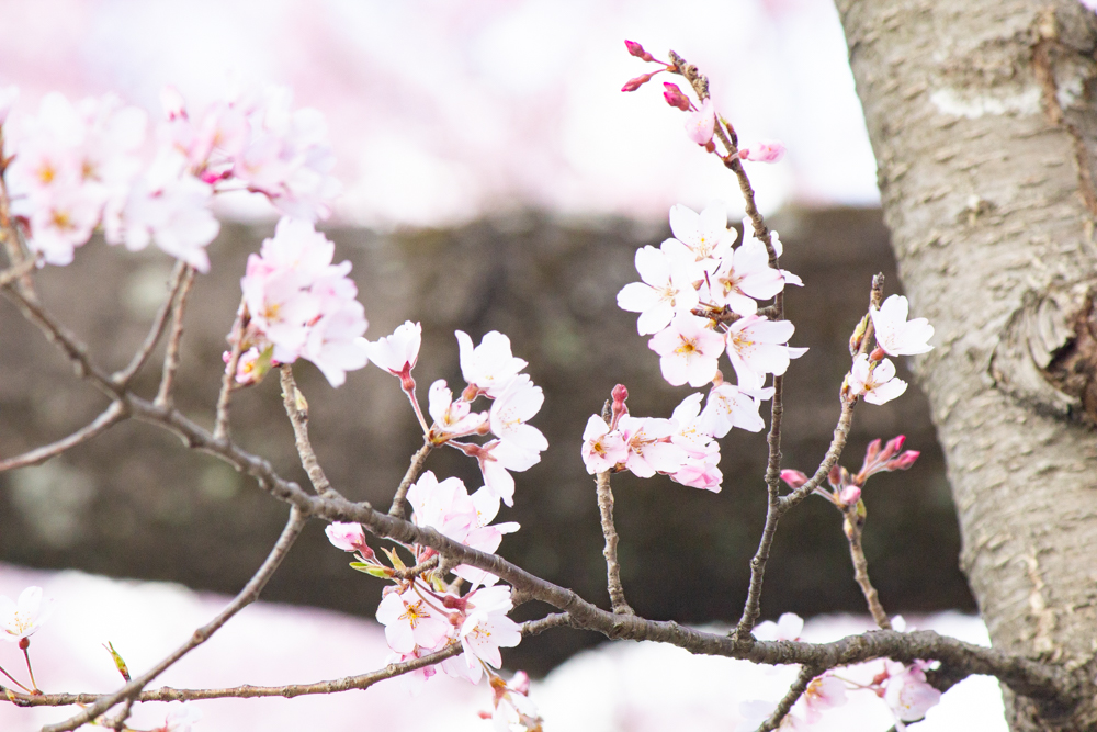 138タワーパーク、桜、3月の春の花、愛知県一宮市の観光・撮影スポットの画像と写真