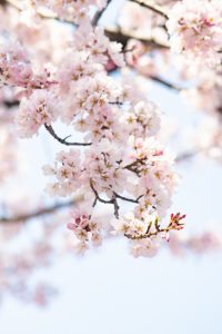 138タワーパーク、桜、3月の春の花、愛知県一宮市の観光・撮影ス138タワーパーク、桜、3月の春の花、愛知県一宮市の観光・撮影スポットの画像と写真