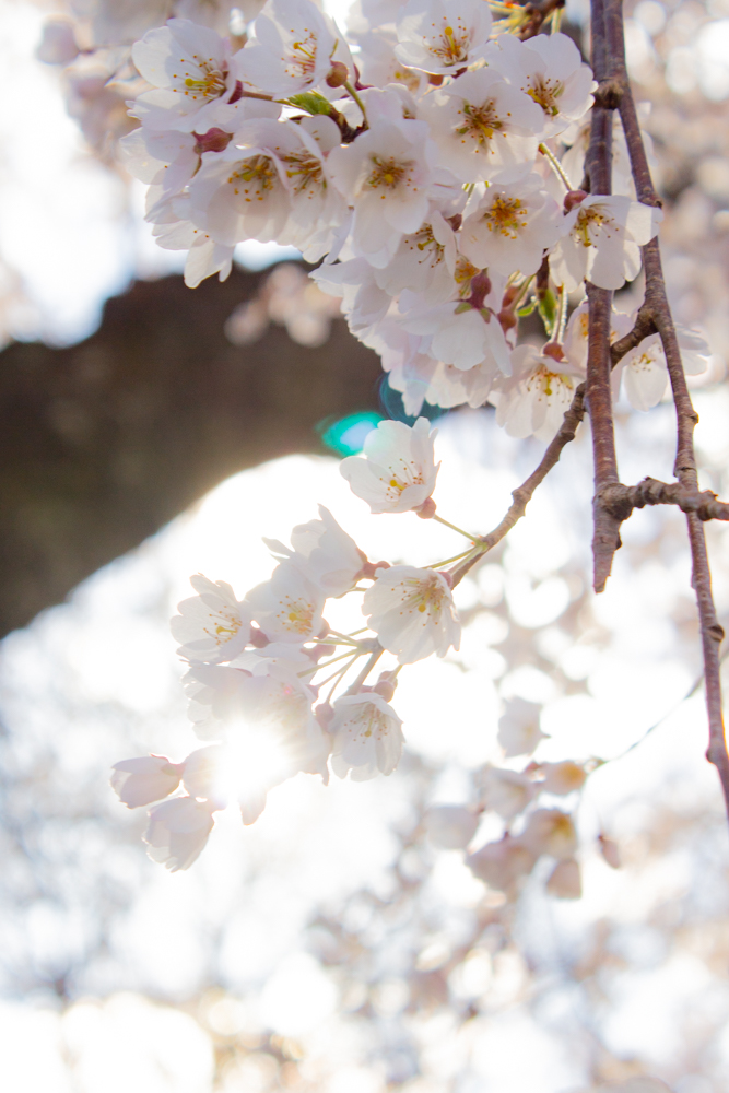 138タワーパーク、桜、3月の春の花、愛知県一宮市の観光・撮影スポットの画像と写真