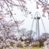 138タワーパーク、桜、138タワー、3月の春の花、愛知県一宮市の観光・撮影スポットの画像と写真