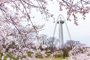 138タワーパーク、桜、138タワー、3月の春の花、愛知県一宮市の観光・撮影スポットの画像と写真