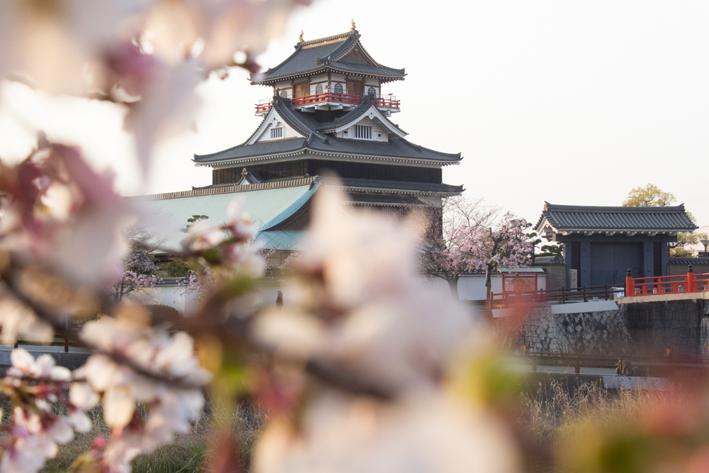 清州城、桜、3月の春の花、愛知県清須市の観光・撮影スポットの画像と写真