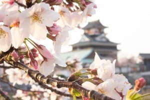 清州城、桜、3月の春の花、愛知県清須市の観光・撮影スポットの画像と写真