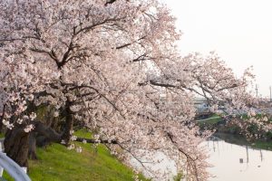 五条川、桜、3月の春の花、愛知県清須市の観光・撮影スポットの画像と写真