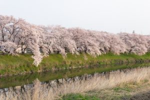 五条川、桜、3月の春の花、愛知県清須市の観光・撮影スポットの画像と写真