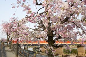 清州城、3月の春の花、愛知県清須市の観光・撮影スポットの画像と写真