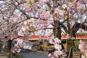 清州城、3月の春の花、愛知県清須市の観光・撮影スポットの画像と写真