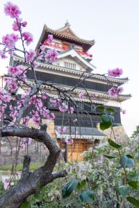 清州城、3月の春の花、愛知県清須市の観光・撮影スポットの画像と写真