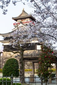 清州城、桜、3月の春の花、愛知県清須市の観光・撮影スポットの画像と写真