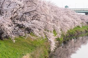 五条川、桜、3月の春の花、愛知県清須市の観光・撮影スポットの画像と写真