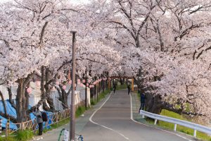 五条川、桜、3月の春の花、愛知県清須市の観光・撮影スポットの画像と写真