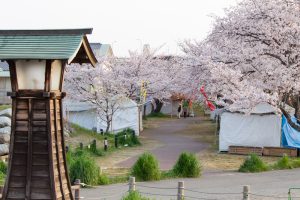 五条川、桜、3月の春の花、愛知県清須市の観光・撮影スポットの画像と写真