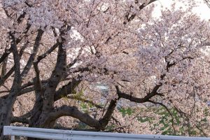 五条川、桜、3月の春の花、愛知県清須市の観光・撮影スポットの画像と写真