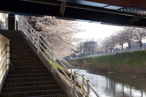 黒川インター、桜、3月の春の花、名古屋市北区の観光・撮影スポットの画像と写真