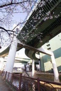 黒川インター、桜、3月の春の花、名古屋市北区の観光・撮影スポットの画像と写真
