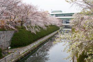 黒川インター、桜、3月の春の花、名古屋市北区の観光・撮影スポットの黒川インター、桜、3月の春の花、名古屋市北区の観光・撮影スポットの画像と写真