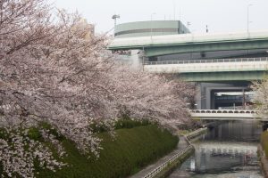 黒川インター、桜、3月の春の花、名古屋市北区の観光・撮影スポットの画像と写真