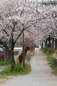 黒川インター、桜、3月の春の花、名古屋市北区の観光・撮影スポットの画像と写真