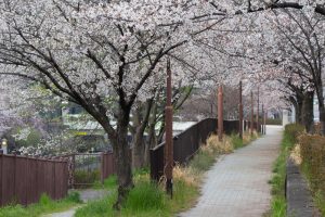 黒川インター、桜、3月の春の花、名古屋市北区の観光・撮影スポットの画像と写真