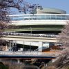 黒川インター、桜、3月の春の花、名古屋市北区の観光・撮影スポットの画像と写真