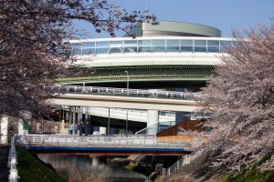 黒川インター、桜、3月の春の花、名古屋市北区の観光・撮影スポットの画像と写真
