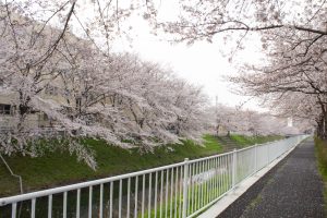 黒川インター、桜、3月の春の花、名古屋市北区の観光・撮影スポットの画像と写真
