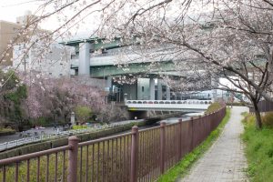 黒川インター、桜、3月の春の花、名古屋市北区の観光・撮影スポットの黒川インター、桜、3月の春の花、名古屋市北区の観光・撮影スポットの画像と写真