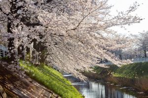 黒川インター、桜、3月の春の花、名古屋市北区の観光・撮影スポットの画像と写真