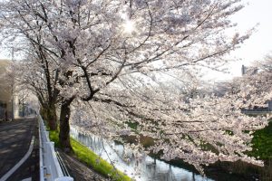 黒川インター、桜、3月の春の花、名古屋市北区の観光・撮影スポットの画像と写真