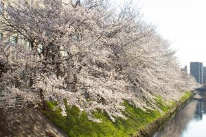 黒川インター、桜、3月の春の花、名古屋市北区の観光・撮影スポットの画像と写真