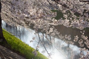 黒川インター、桜、3月の春の花、名古屋市北区の観光・撮影スポットの画像と写真