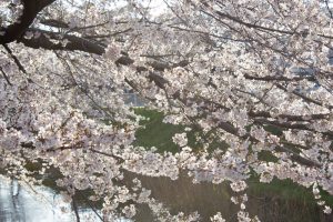 黒川インター、桜、3月の春の花、名古屋市北区の観光・撮影スポットの画像と写真黒川インター、桜、3月の春の花、名古屋市北区の観光・撮影スポットの画像と写真