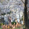 三ツ又三ツ又ふれあい公園、桜　、3月の春の花、愛知県春日井市の観光・撮影スポットの画像と写真