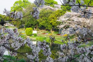 三ツ又ふれあい公園、桜　、3月の春の花、愛知県春日井市の観光・撮影スポットの画像と写真