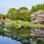三ツ又ふれあい公園、桜　、3月の春の花、愛知県春日井市の観光・撮影スポットの画像と写真