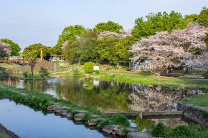 三ツ又ふれあい公園、桜　、3月の春の花、愛知県春日井市の観光・撮影スポットの画像と写真