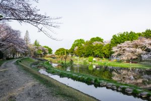 三ツ又ふれあい公園、桜　、3月の春の花、愛知県春日井市の観光・撮影スポットの画像と写真三ツ又ふれあい公園、桜　、3月の春の花、愛知県春日井市の観光・撮影スポットの画像と写真