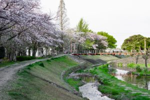 三ツ又ふれあい公園、桜　、3月の春の花、愛知県春日井市の観光・撮影スポットの画像と写真