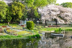 三ツ又ふれあい公園、桜　、3月の春の花、愛知県春日井市の観光・撮影スポットの画像と写真