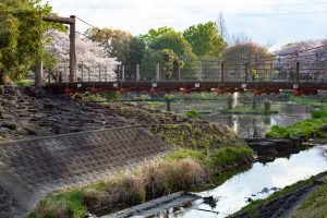 三ツ又ふれあい公園、桜　、3月の春の花、愛知県春日井市の観光・撮影スポットの画像と写真
